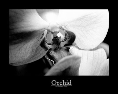 Orchid on B&W