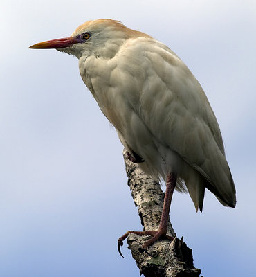 Cattle Egret