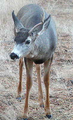 One Antler Muley