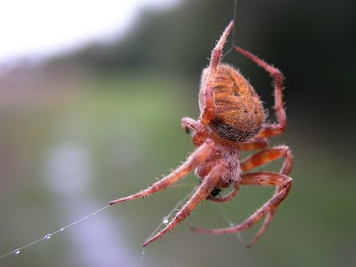Catching Droplets