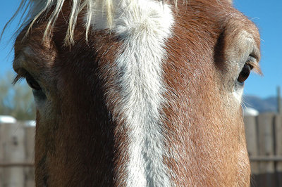 horseface