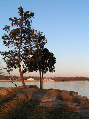 A Tree With a View