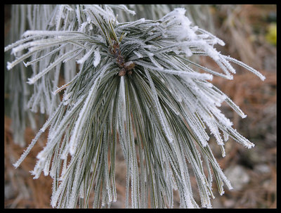 frozen pine needles