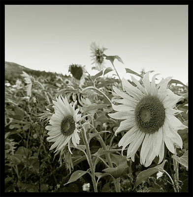 Sunflowers