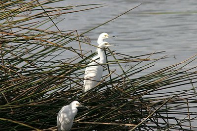 Egrets