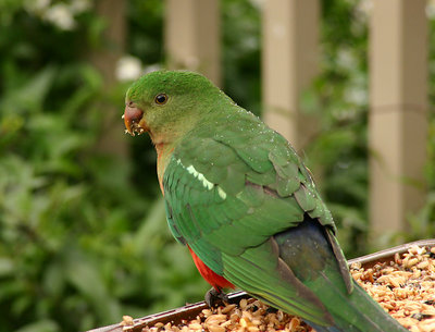 King Parrot