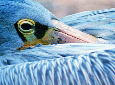 pelican