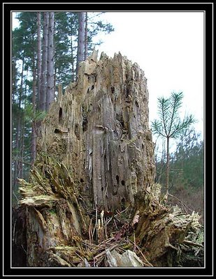 Close Encounters of the Tree Kind