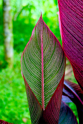 Red Heliconia - Front & Back