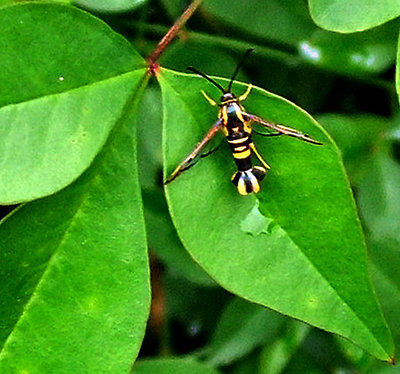 Flying Crawdad