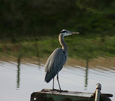 Great Blue Heron