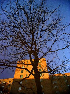 Bare Branches