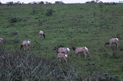 Tule Elk cows