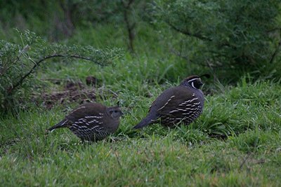 California Quail