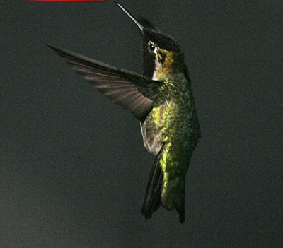 A Hummer