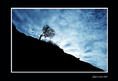 Alone tree in the night...