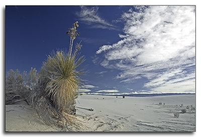 Yucca with a View