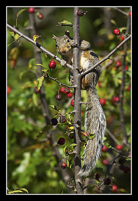 Eastern Gray Squirrel