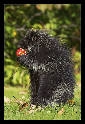 Porcupine eating an apple