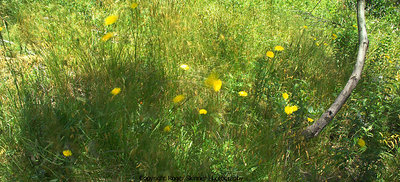 Dandelion Breeze