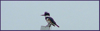 Elusive Belted Kingfisher