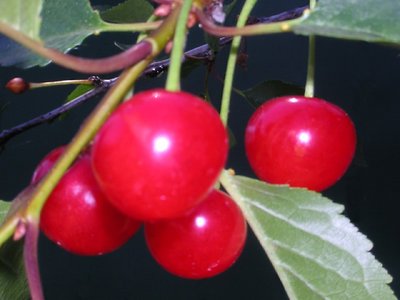 Bunches of Cherries