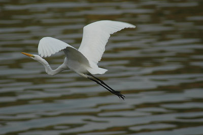 Egret