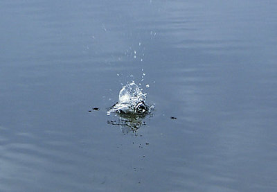 Rock hitting water