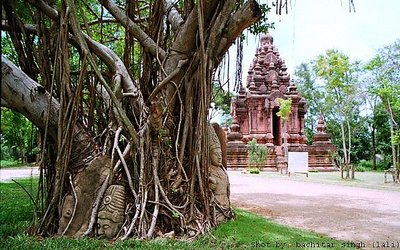 tree with stories