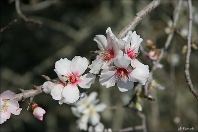 Almond tree blossom