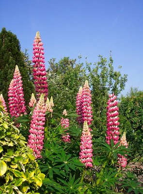 Lupins