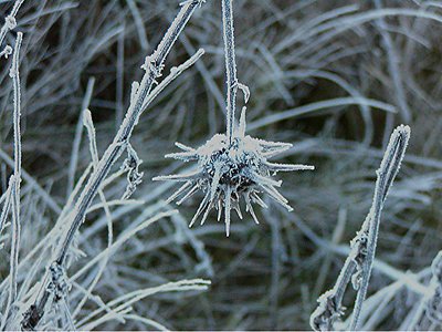 Star Thistle..frozen