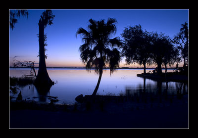 Single Palm by Dusk