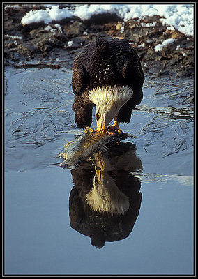 Eagle Reflection