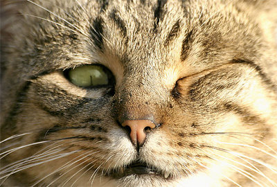 Romeo .. er gatto der Colosseo