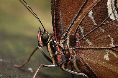 blue morpho