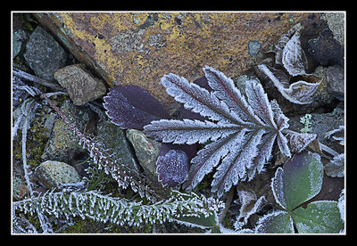 Frosty ground cover