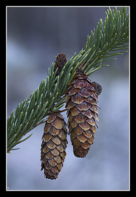 Spruce cones