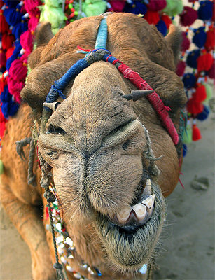 Goofy Camel