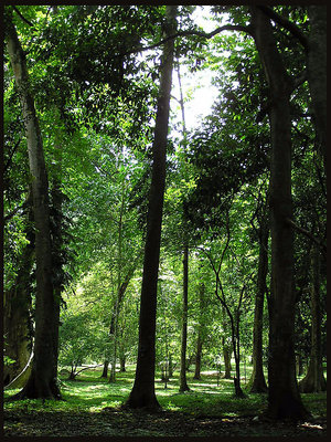 Trees and Shadows