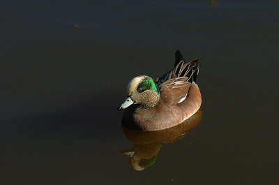 Duck and the reflection