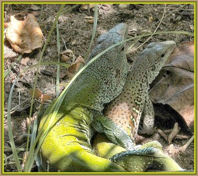 Green/Blue Lizard Copulation