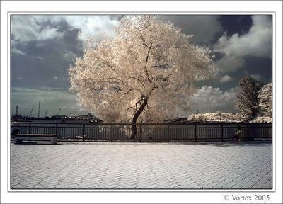 Infrared Tree