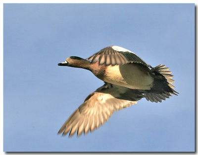 Fast Flying Duck 2