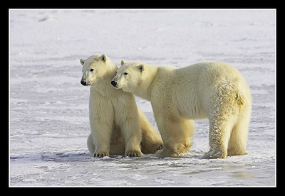 Polar Bear Buddies