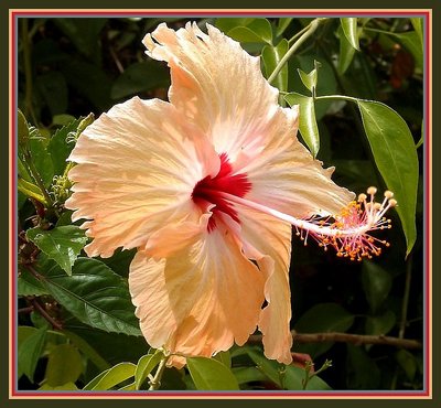 Hibiscus 2
