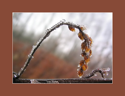 Frozen