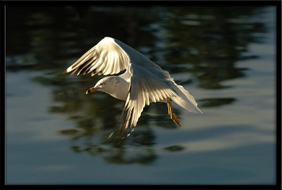 Landing Gull