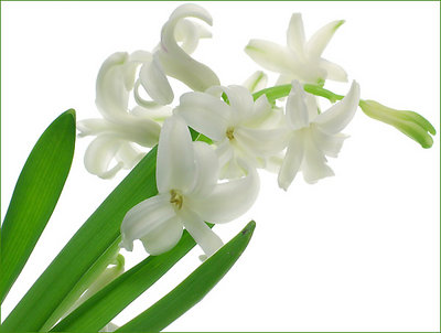 white small flowers