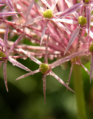 Flowers in Spring